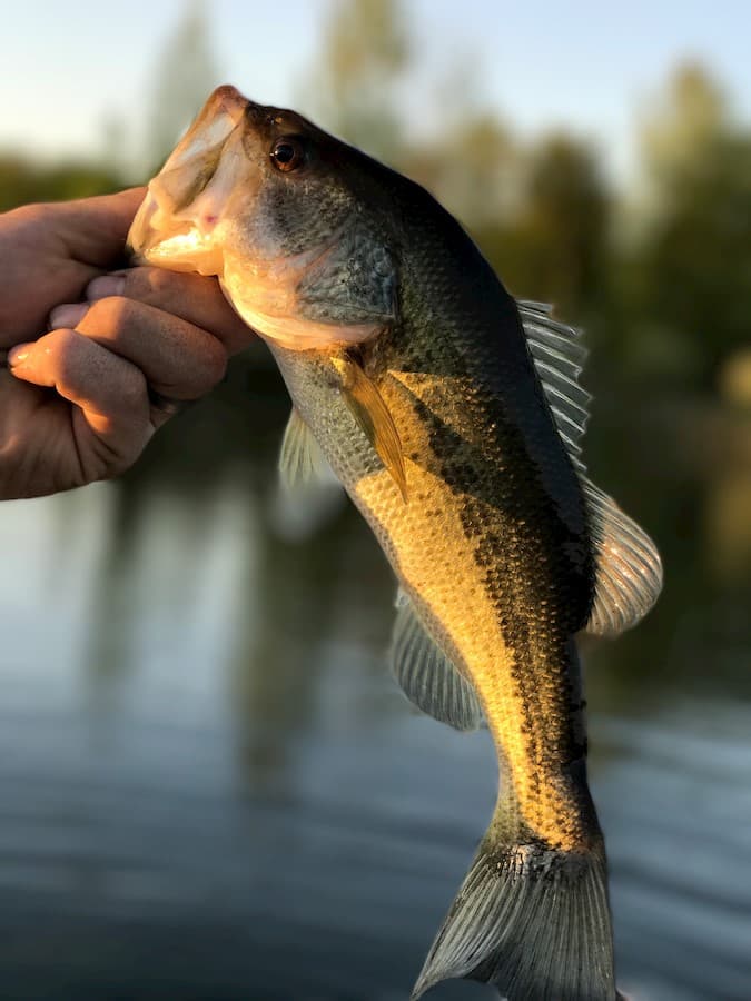 Large mouth bass