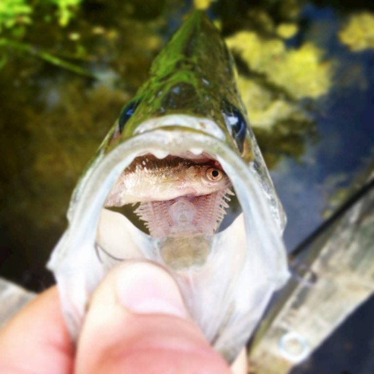 How To Bass Fishing With Shiners Bass N Edge