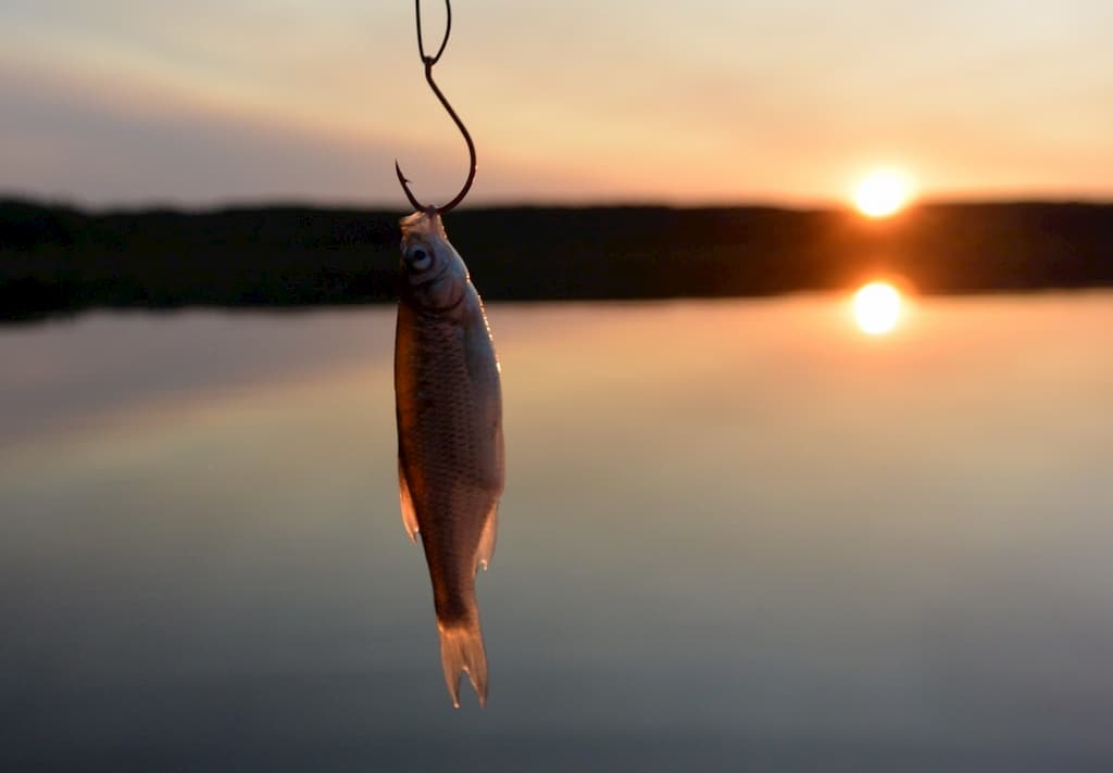 How To - Bass Fishing With Shiners - Bass N Edge