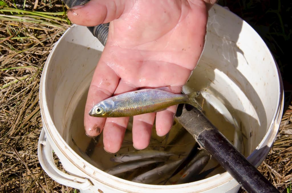 How To - Bass Fishing With Shiners - Bass N Edge