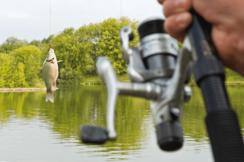 Man holding spinning reel with smallmouth bass hooked.