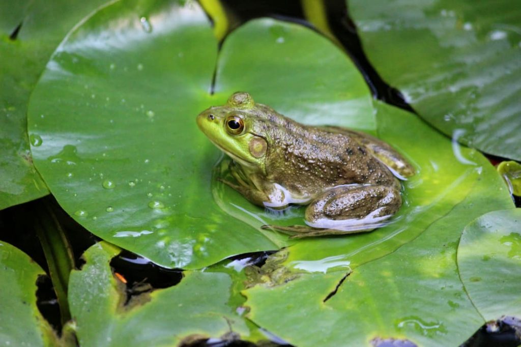 Frog on top of a lily pad.