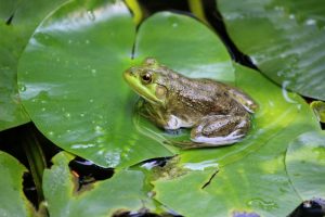 Frog on top of a lily pad.