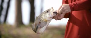Man catching largemouth bass with a jig
