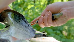 Man filleting a fish