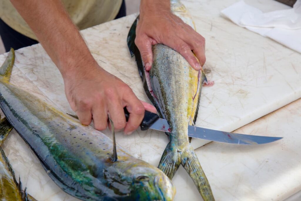 Man cleaning a fish with a fillet knife