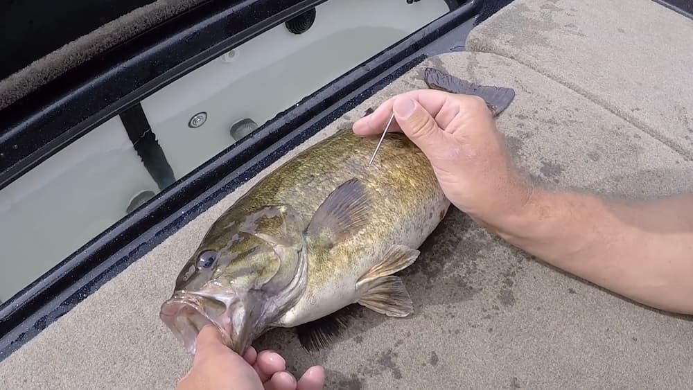 How To Vent A Bass: Guide To Venting A Fish Swim Bladder - Bass N Edge
