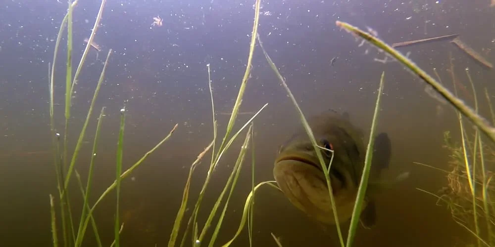 Largemouth underwater in vegetation