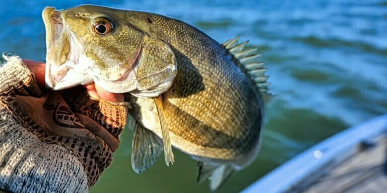 Guide To Bass Fishing In The Winter - Bass N Edge