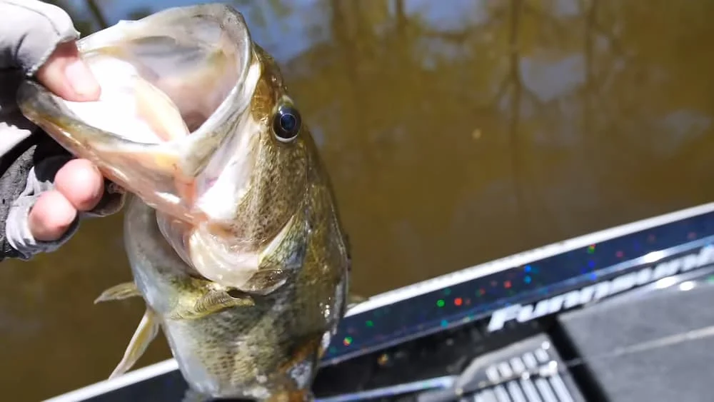 Hand holding a largemouth by the mouth