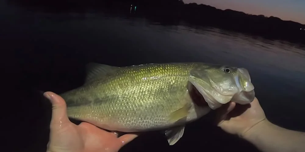 Holding up a largemouth bass caught at night