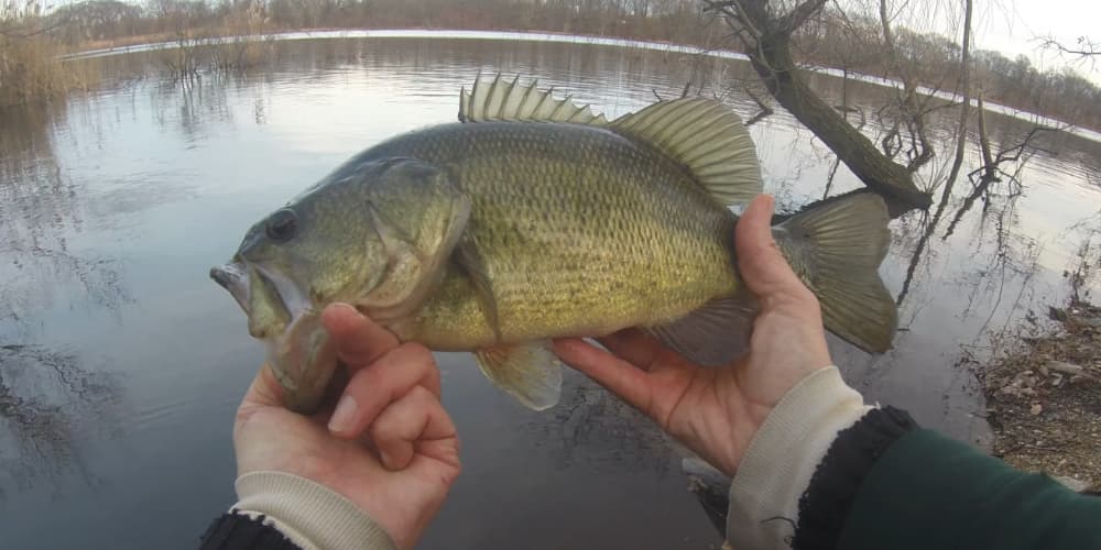 Holding a small largemouth
