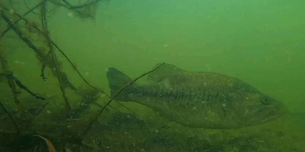 Largemouth bass swimming underwater