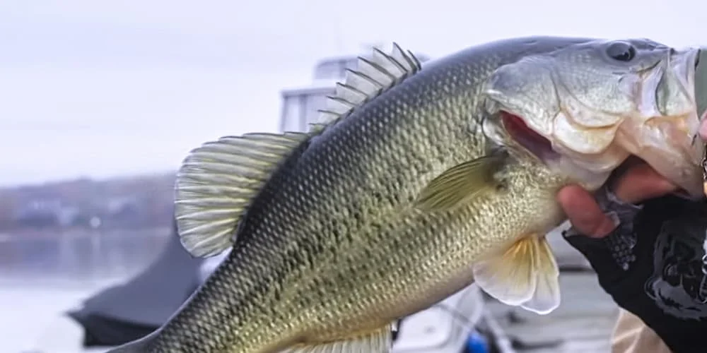 Abu Garcia IKE Signature Power Casting Fishing Rod - 7 Foot Medium Heavy