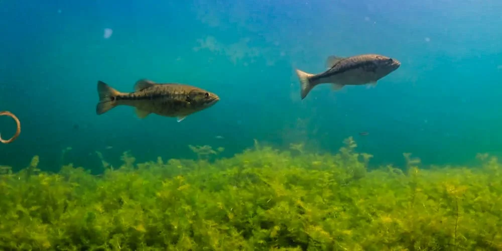 Two spotted bass swimming together