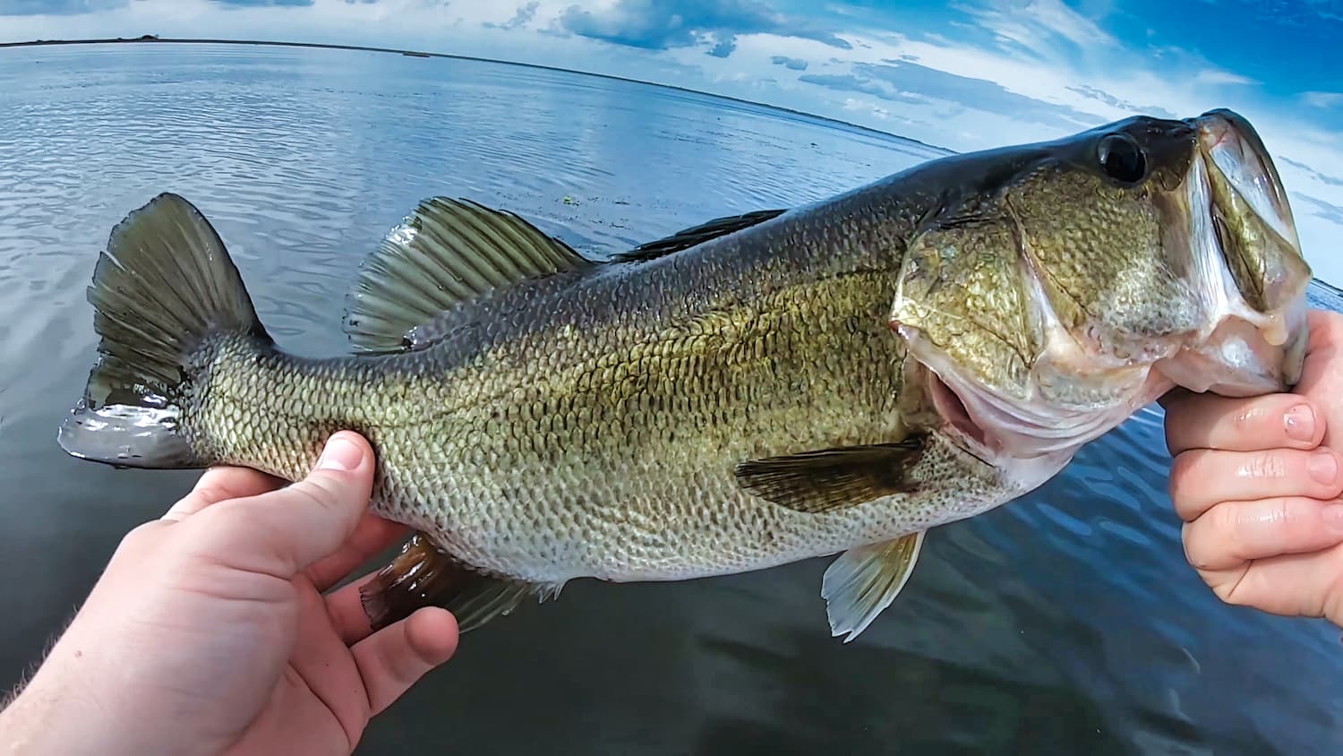 How To - Bass Fishing With Shiners - Bass N Edge