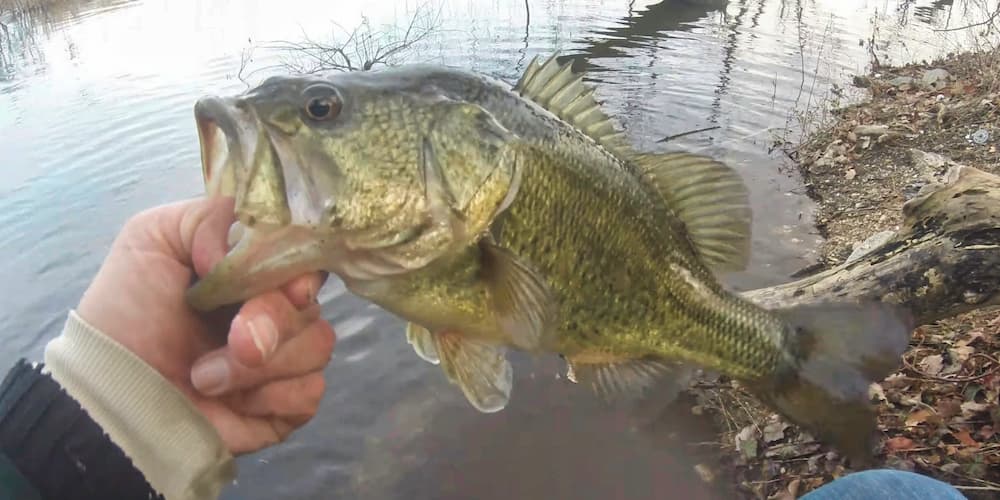 Man holding a largemouth by the mouth