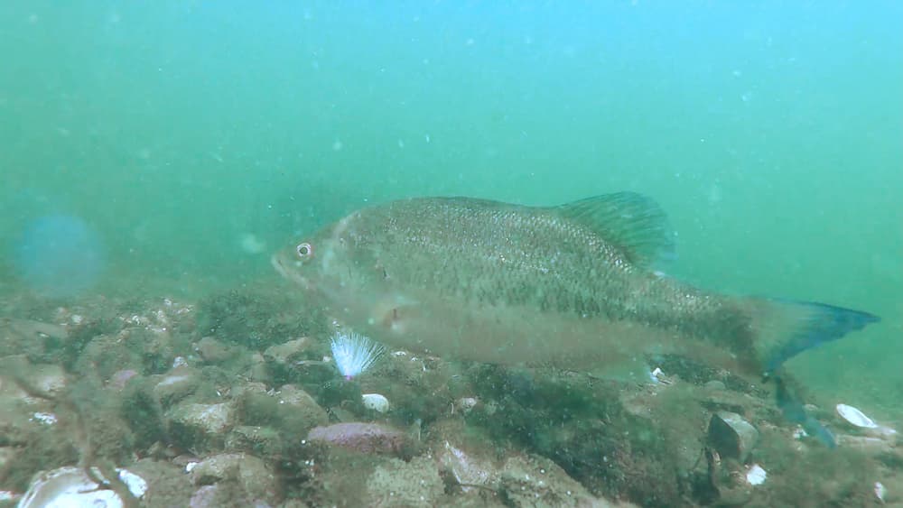 Bass hanging out on the lake floor