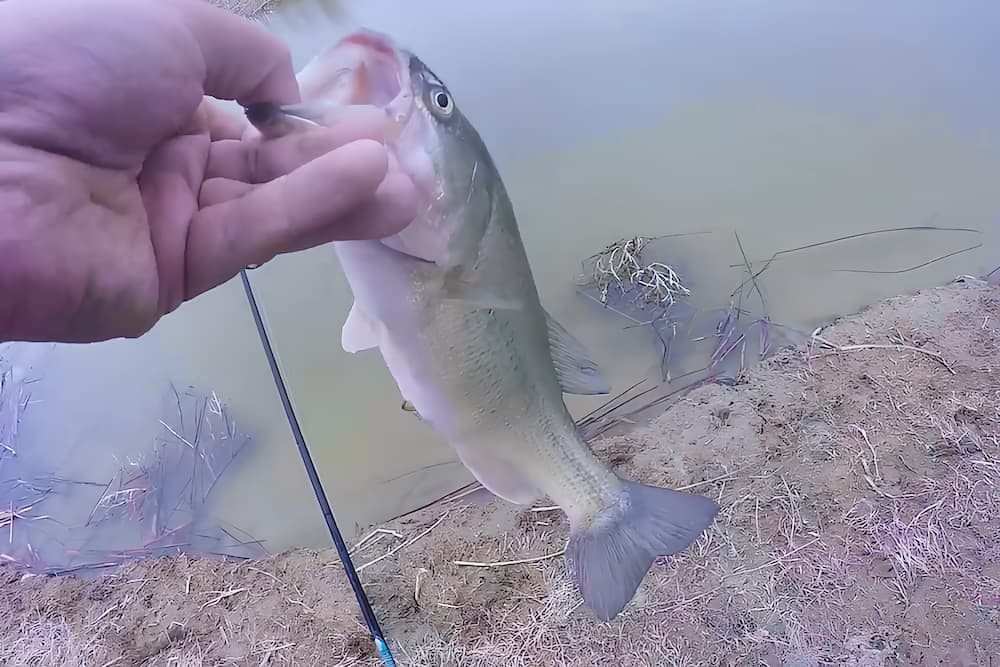 Man holding a bass that was caught with the Patriarch.