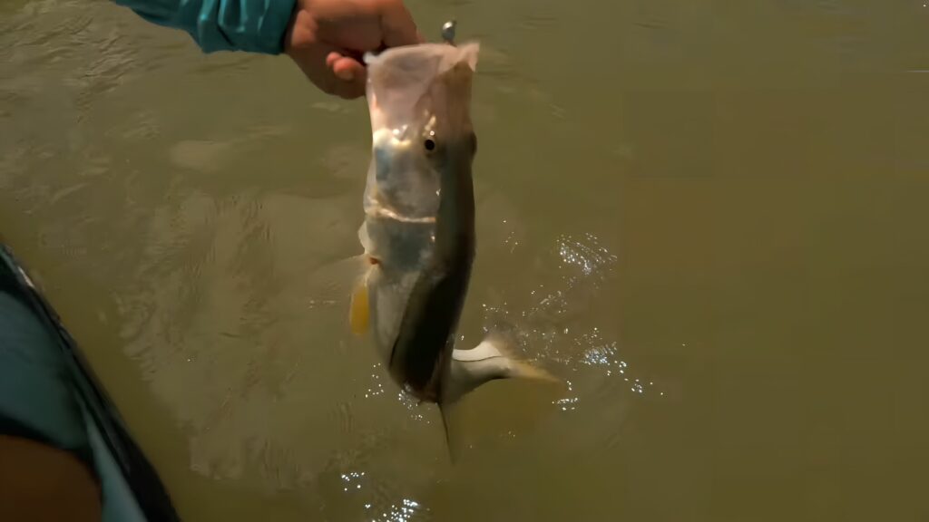 Baitcasting with the Daiwa Ballistic MQ LT Spinning Reel in a fishing pond.