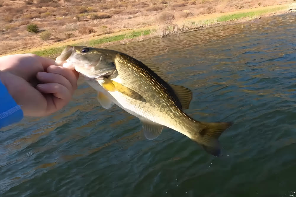 Fisherman catching a fish with the Daiwa Tatula LT Spinning Reel.