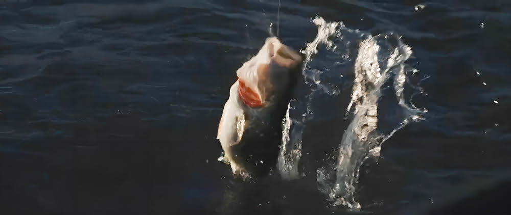 Hands holding an Abu Garcia Zata Spinning Reel with a fish in the background.