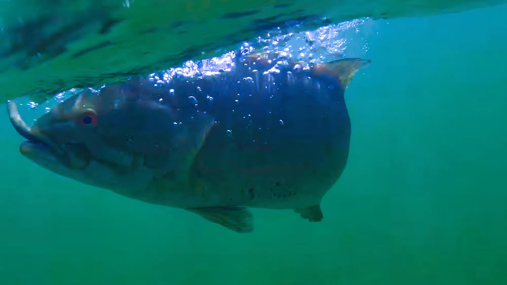 Oceanside fishing with the Abu Garcia Revo Ike Spinning Reel.