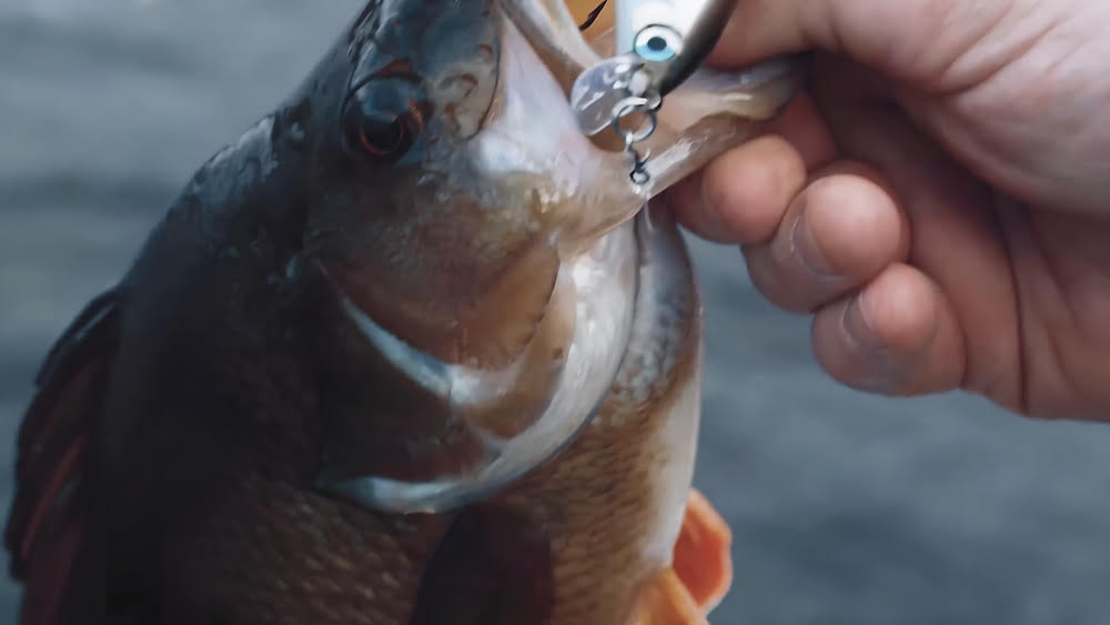 Aperson proudly displaying a caught fish on the Okuma ITX Spinning Reel.
