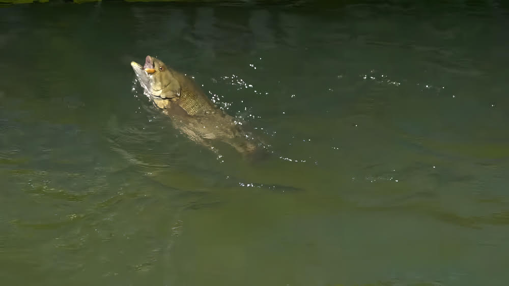Tightly gripping the Abu Garcia Revo Ike Spinning Reel while in the water.
