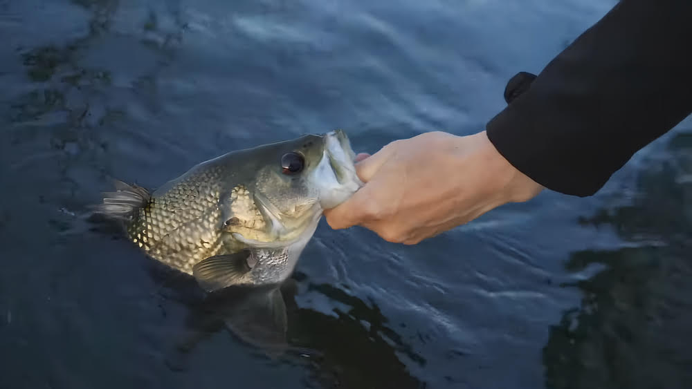 Daiwa Fuego LT Spinning Reel with a fish swimming in the water.