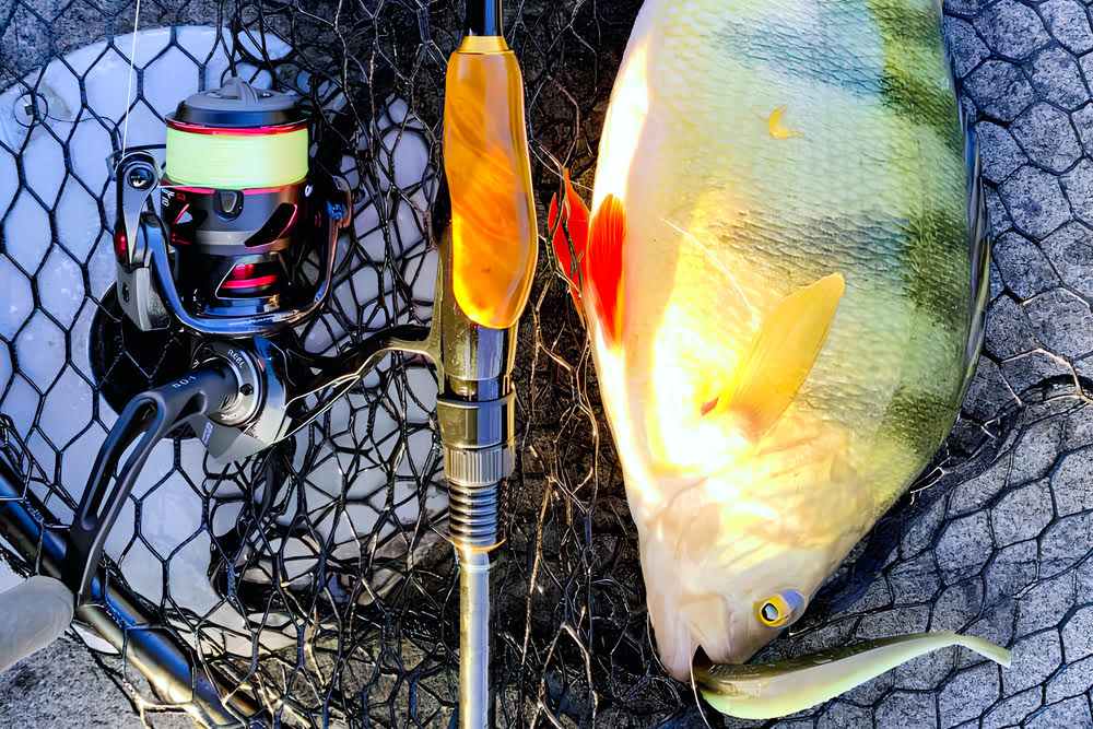 The Quantum Smoke S3 Spinning Reel next to rod and fish.