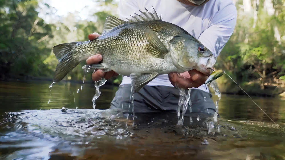 Sight fishing with a Daiwa Certate LT Spinning Reel.
