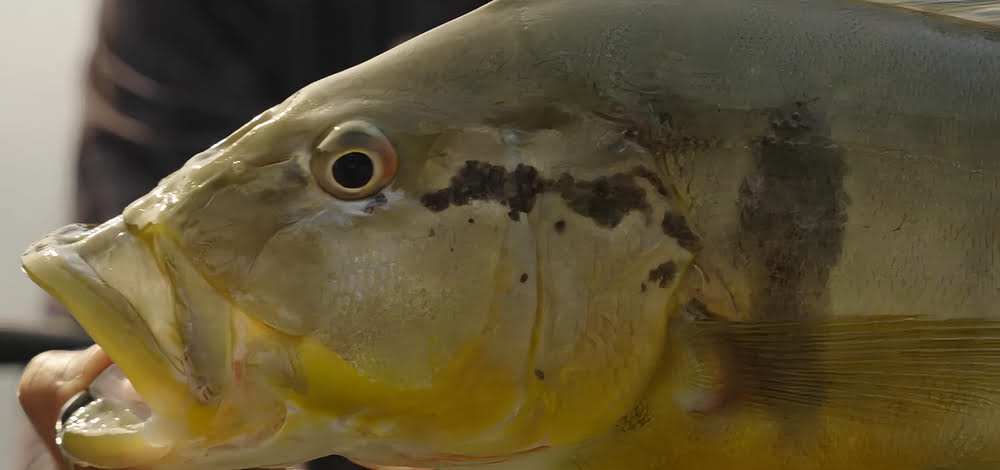 Sleek and stylish Shimano Nasci FC Spinning Reel.