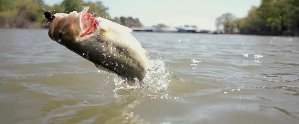 A bass fish swimming in a body of water during springtime