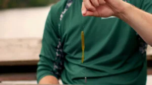 A man in a green shirt holding a drop shot rig for bass fishing