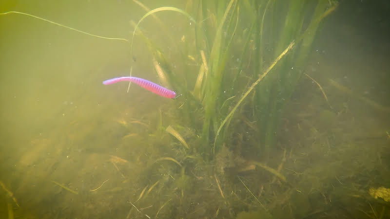 A pink plastic worm swimming in a pond, part of the drop shot rig technique