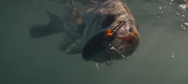 Underwater bass hooked on crankbait lure during Shimano Vanford reel retrieve