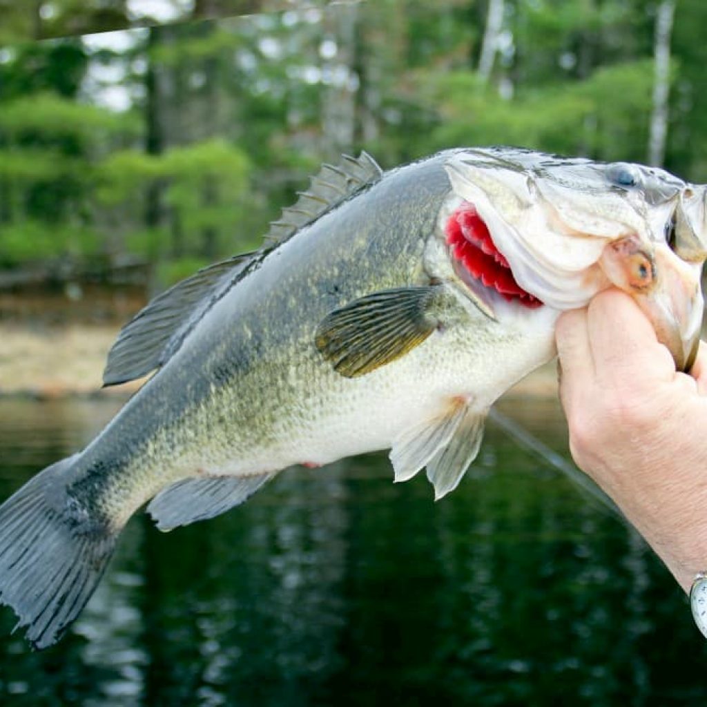 How To - Bass Fishing With Shiners - Bass N Edge